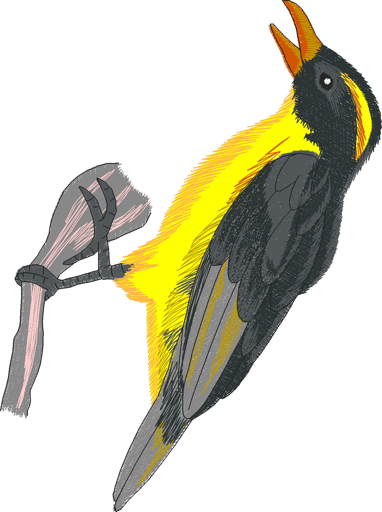 Jumbo - Tropical Birds 1  (9)