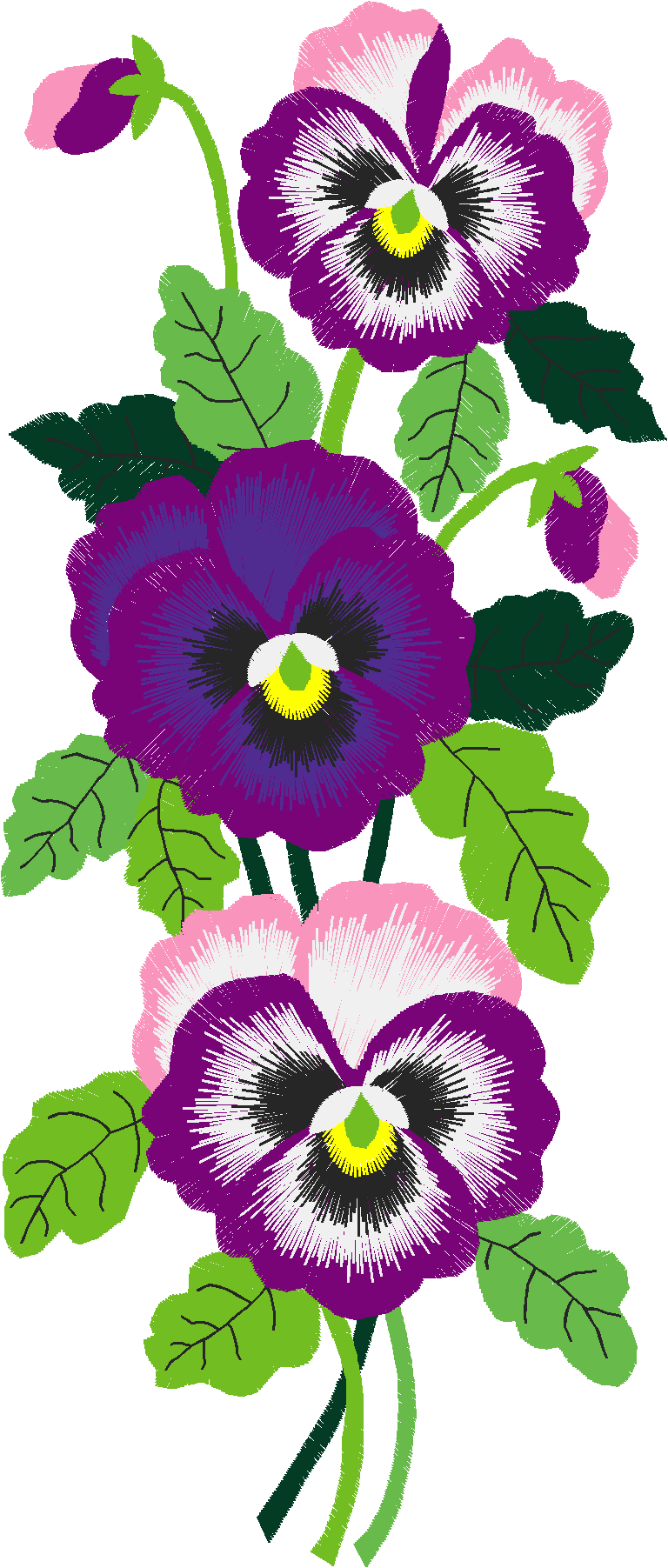 Jumbo Pansies 1  (1)