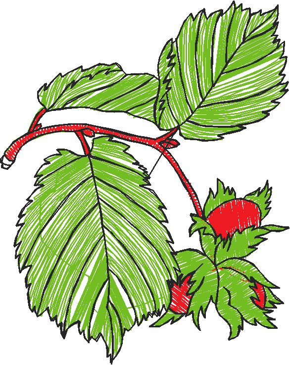 Leaves & Berries 1 (16)