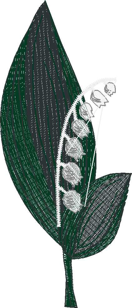 Lily Of The Valley 1 (10)