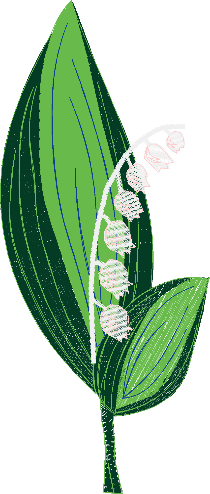 Lily Of The Valley 1 (11)