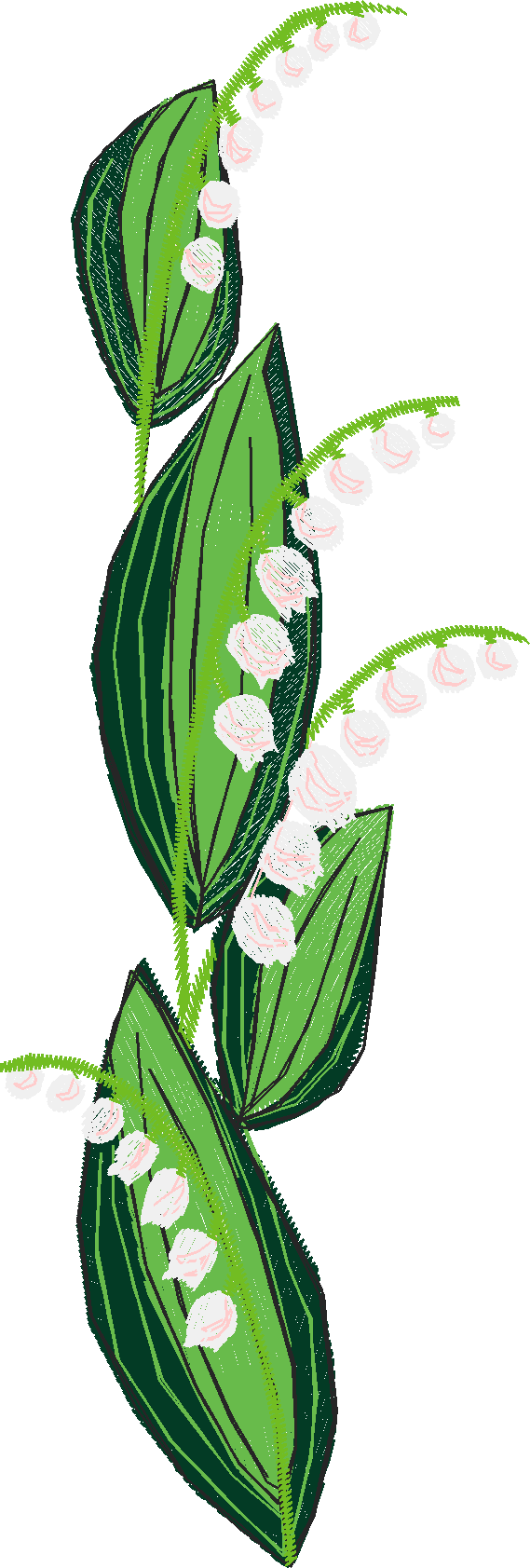 Lily Of The Valley 1 (3)
