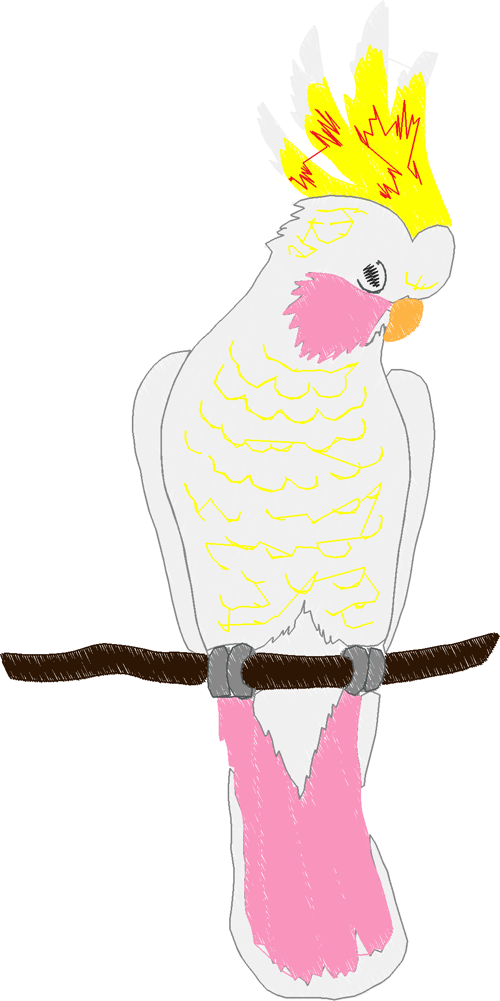 Parrots 1  (7)