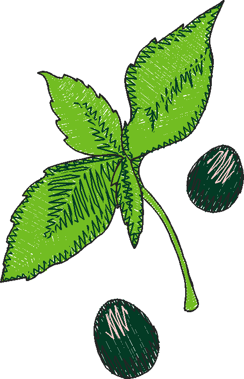 Pasta, Pasta, Pasta 1  (18)