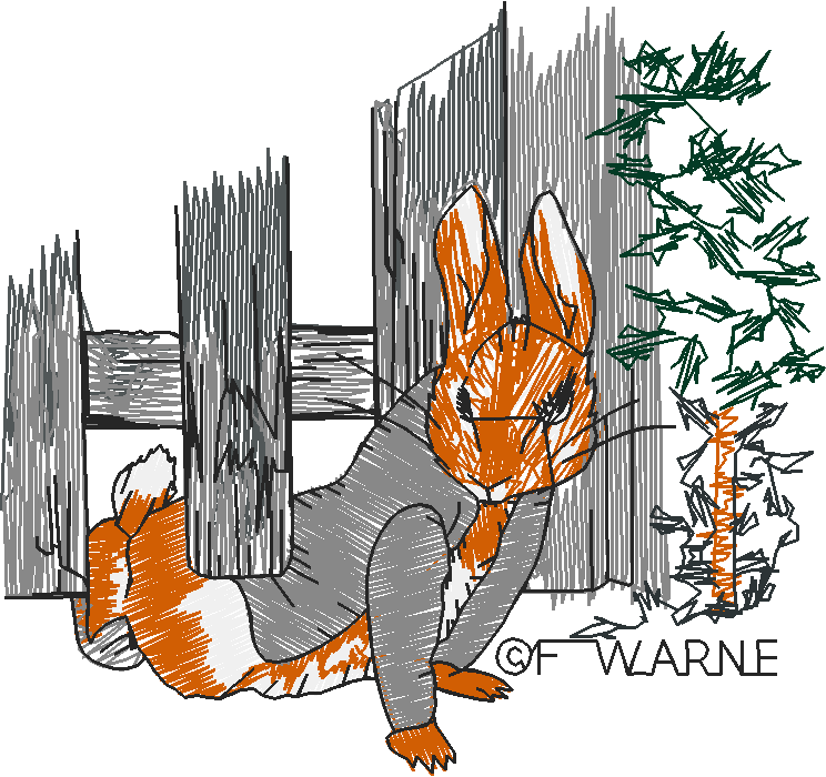 Peter Rabbit 1  (11) - Small