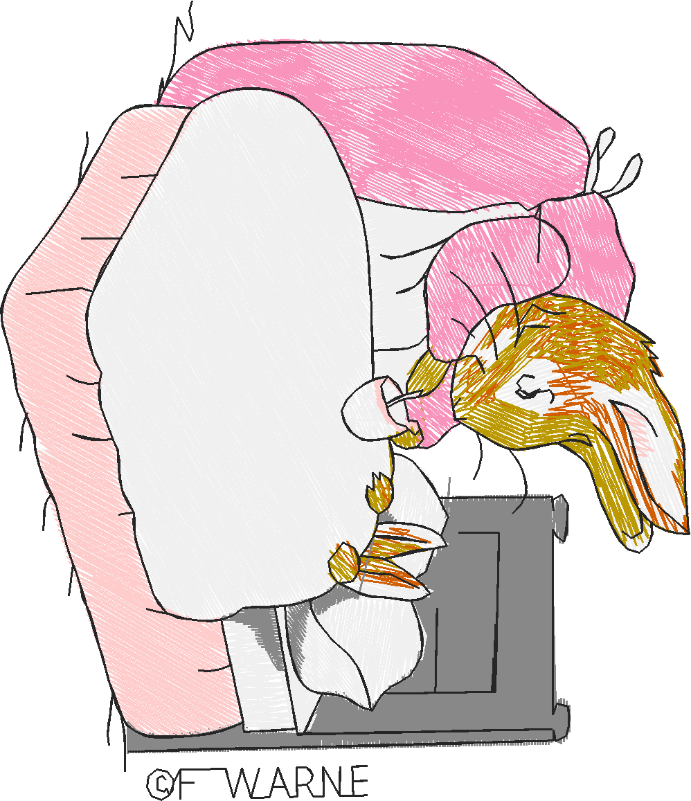 Peter Rabbit 1  (20) - Small