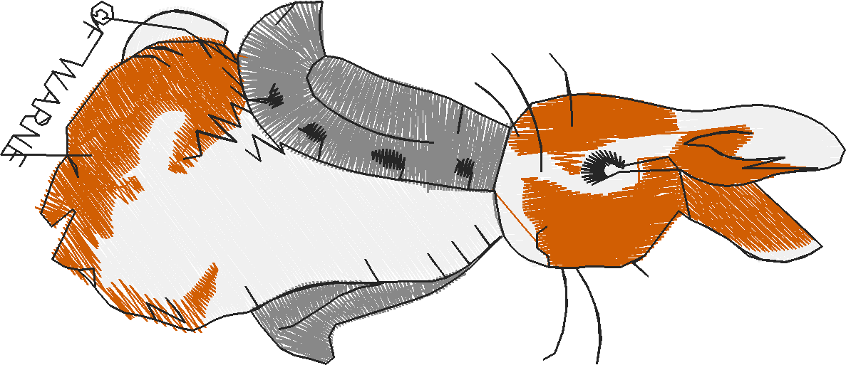 Peter Rabbit 1  (3) - Small