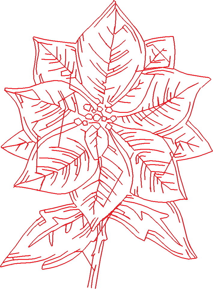 Poinsettias  1 (11)