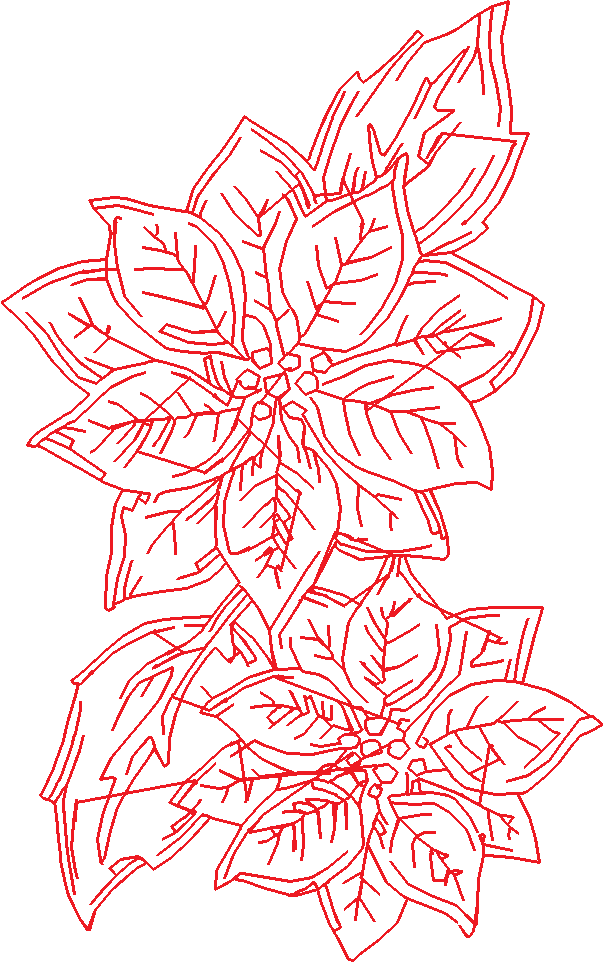 Poinsettias  1 (14)