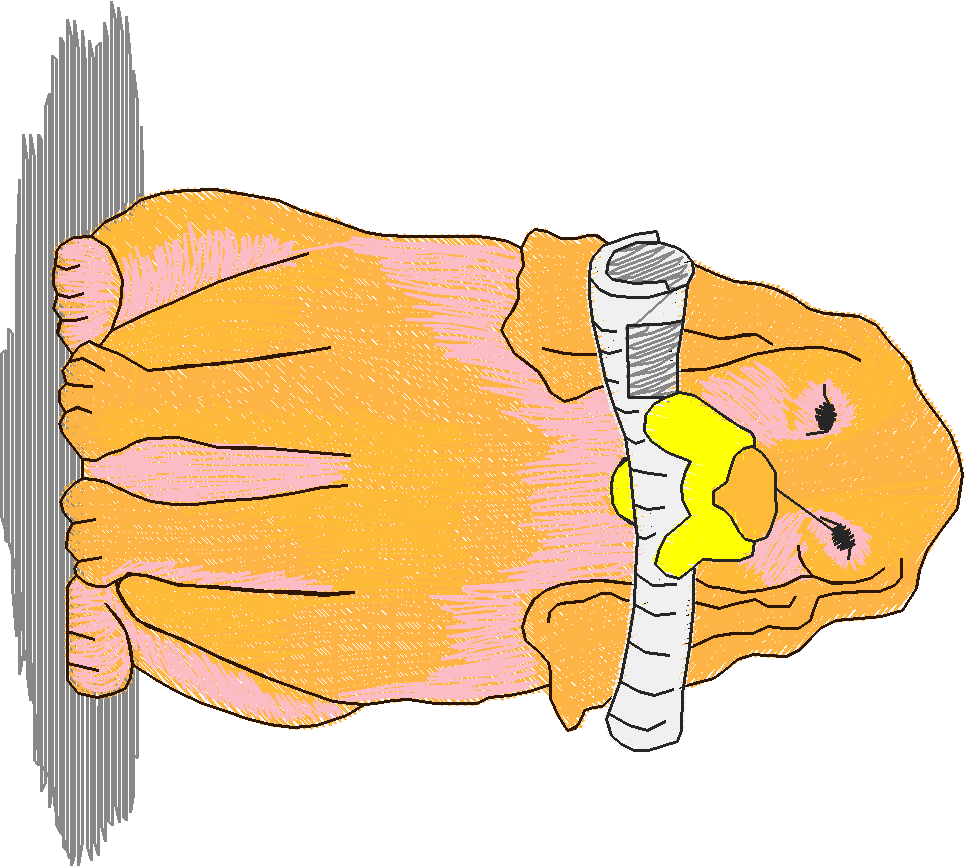 Precious Pets 2  (14)