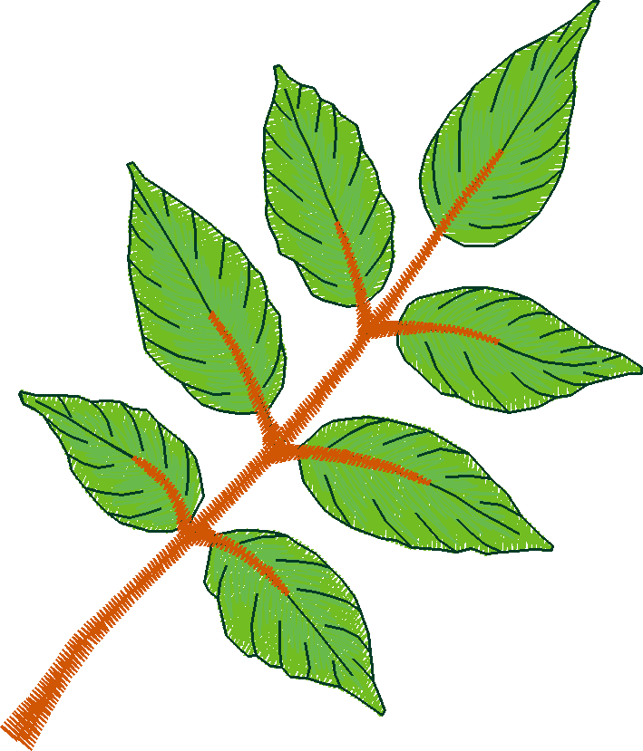 Pressed Leaves 1  (18)