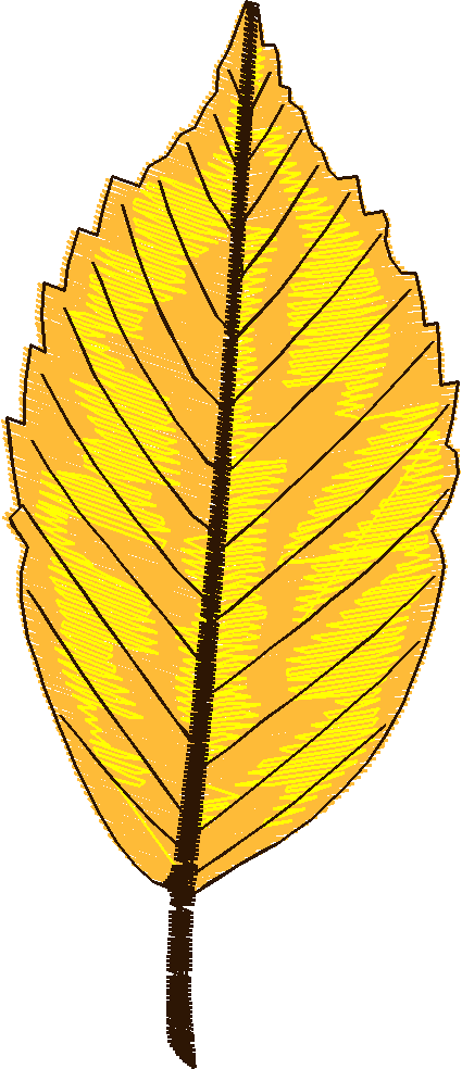 Pressed Leaves 1  (25)