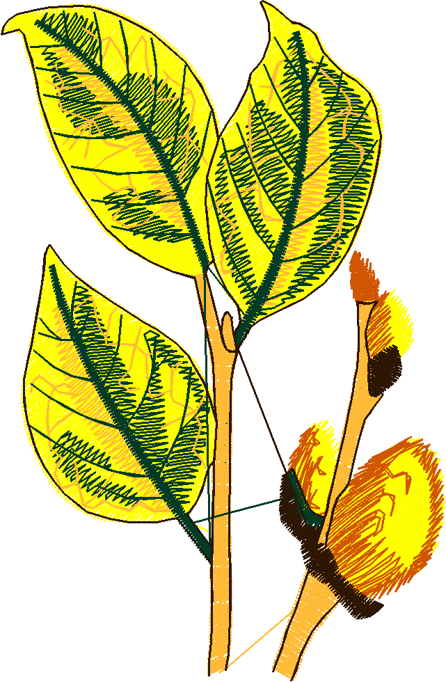 Pressed Leaves 1  (26)