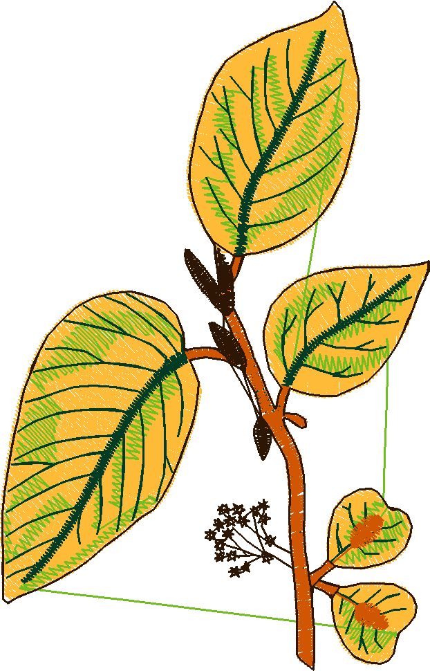 Pressed Leaves 1  (31)