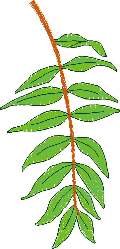 Pressed Leaves 1  (8)