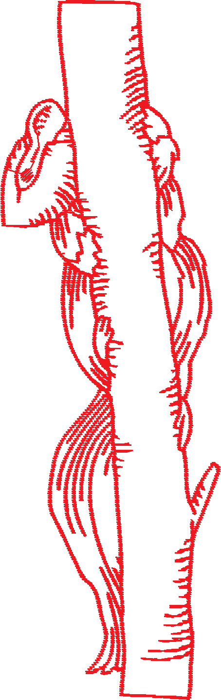 Realistic Squirrels  1 (6)