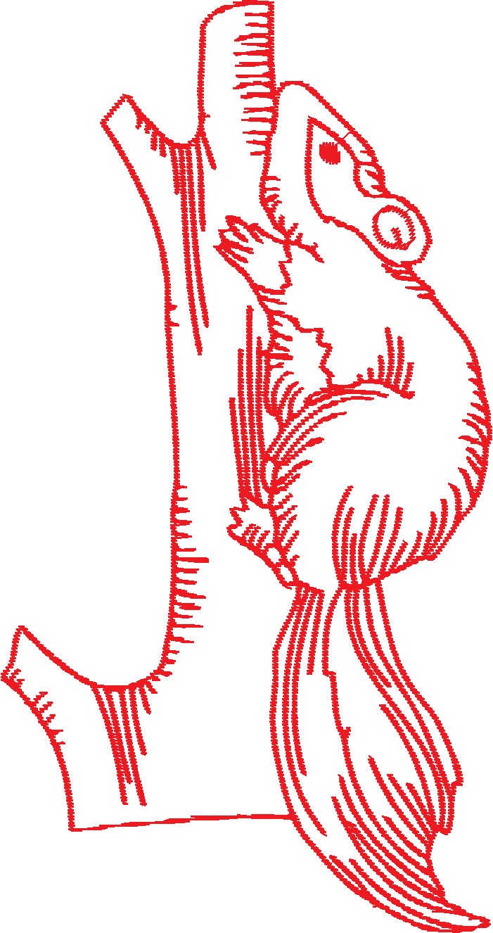 Realistic Squirrels  1 (9)