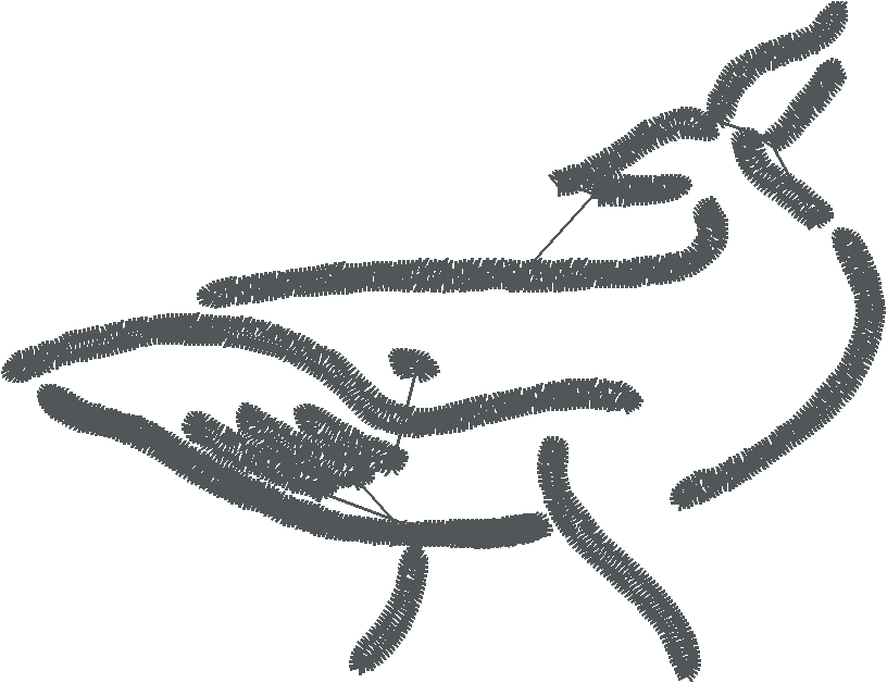 Whale