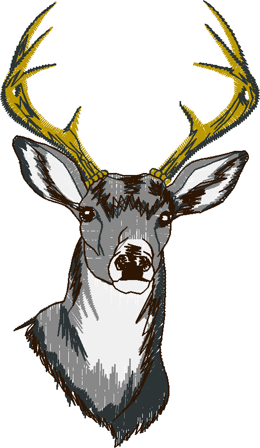 White Tailed Deer