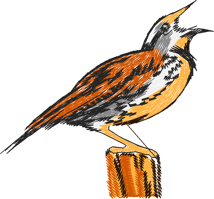Birds 19 (51)
