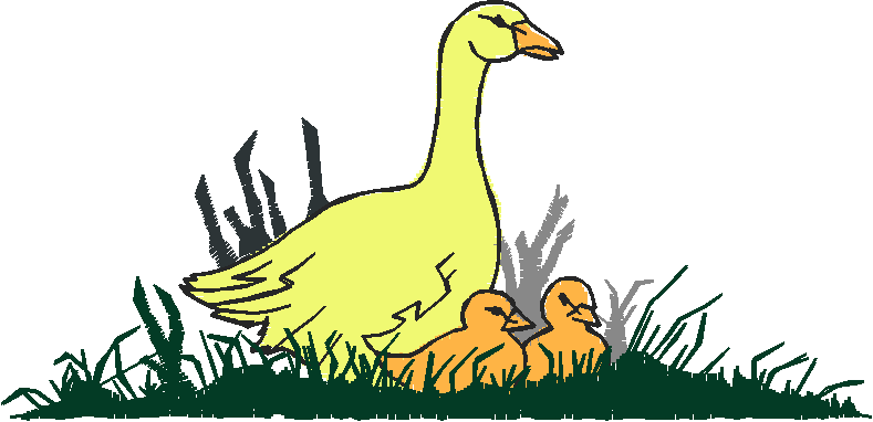 Birds 20 (59)