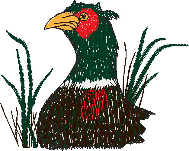 Birds 20 (62)