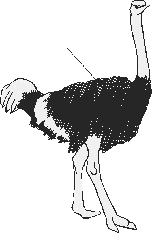 Birds 20 (98)