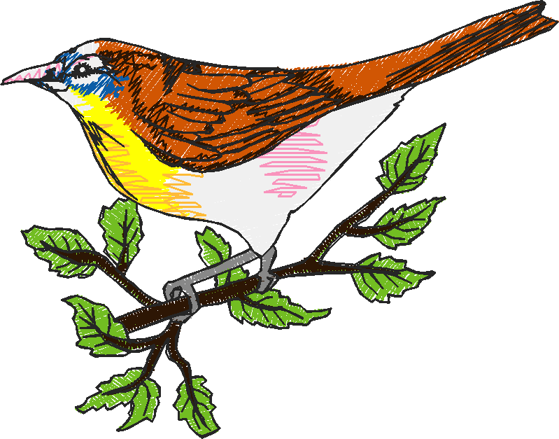 Birds 5 (12)