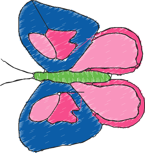 Butterflies 18 (14)