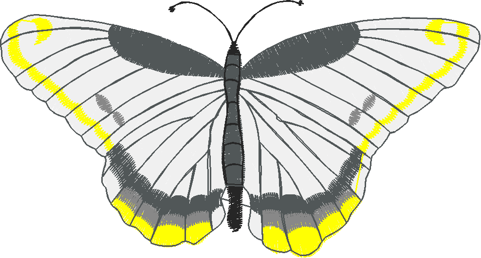 Butterflies 23 (33)