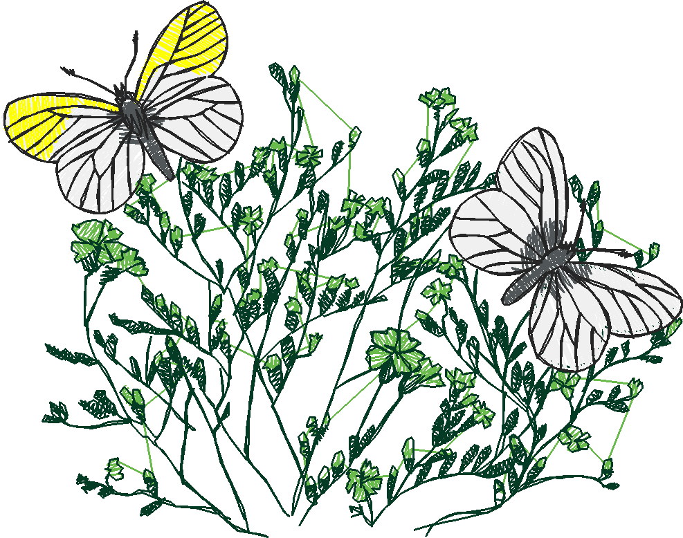 Butterflies 24 (13)