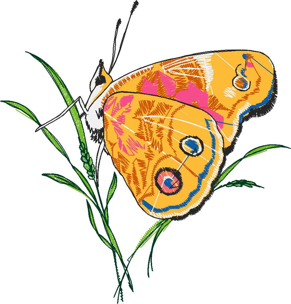 Butterflies 24 (21)