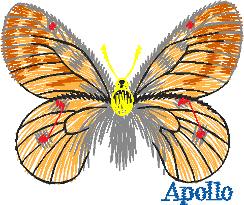 Butterflies 26 (6)
