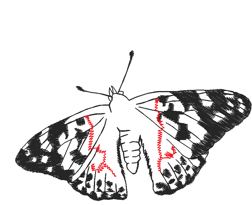 Butterflies 28 (23)
