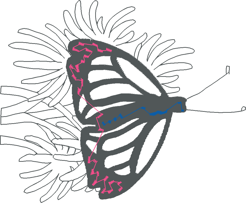 Butterflies 28 (34)