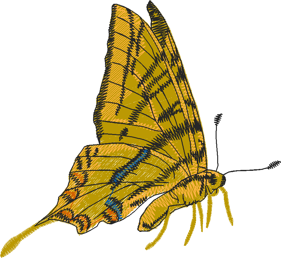 Butterflies 28 (9)