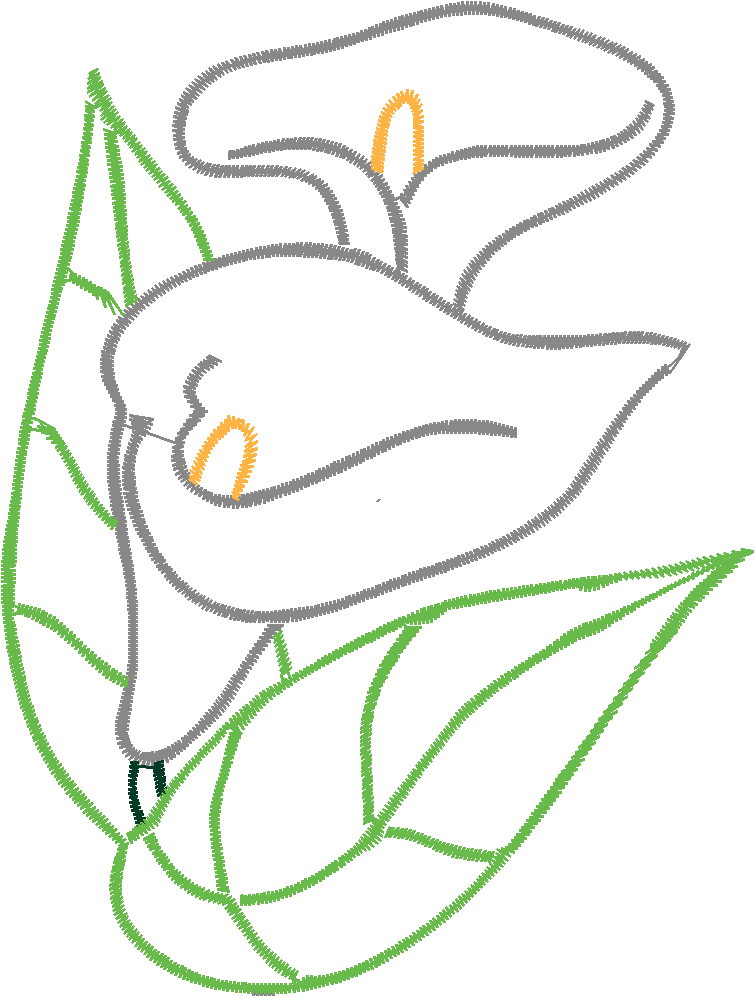 Cala Lillies 1  (4)