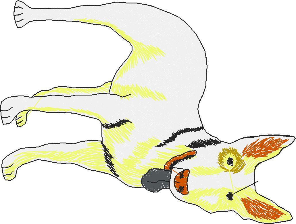Dogs 17  (9)