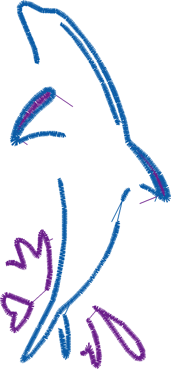 Dolphins 5  (5)