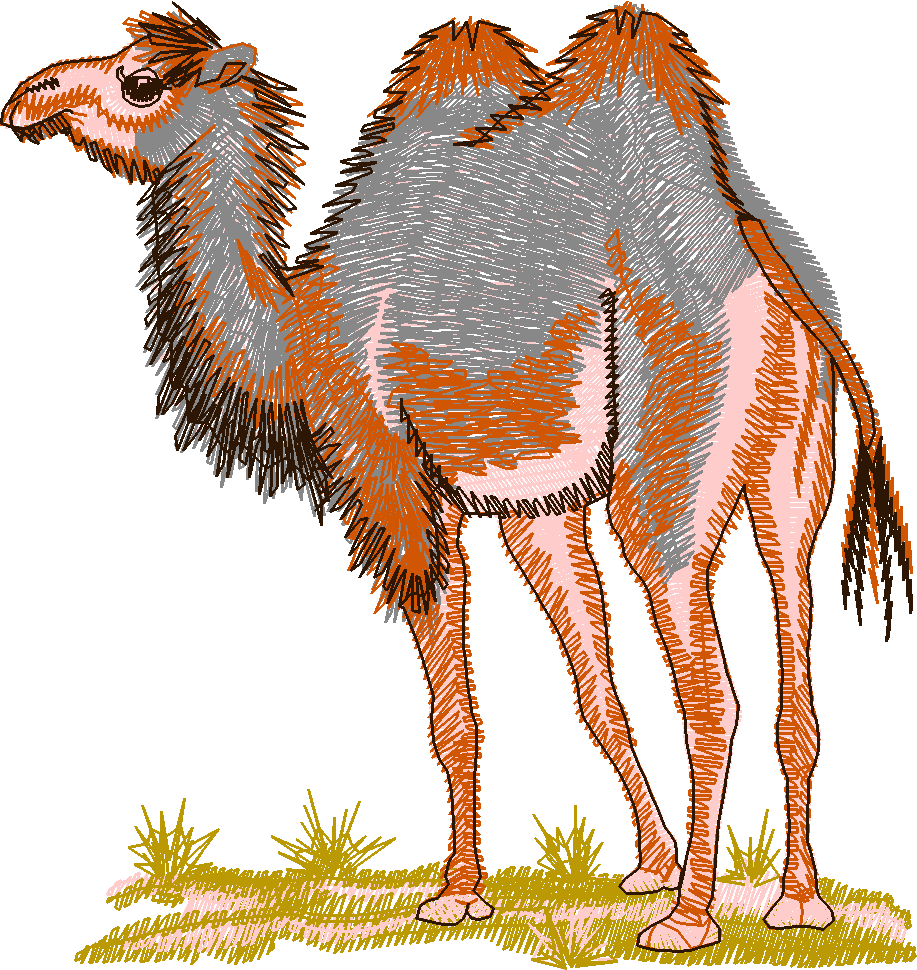 Bactriancamel