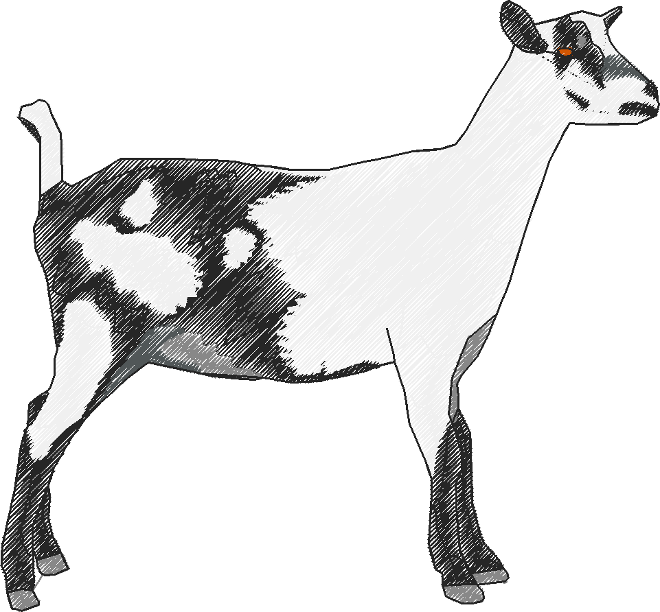 Goats 1  (3)